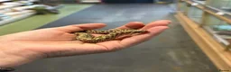 Mixed Breed reptiles for sale: Reptiles for sale  - Advert 5