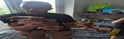 Boxer dogs for sale: 2 beautiful boxers left - Advert 8