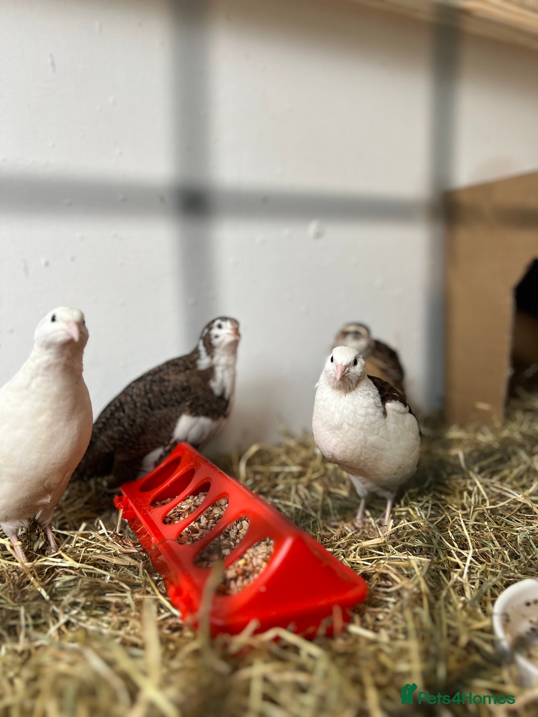 Quail poultry for sale: Mixed Quails for sale  - Advert 3