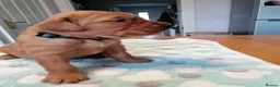 Golden Retriever dogs for sale: Exceptional KC registered Golden Retriever puppies - Advert 12