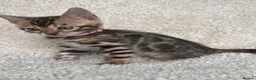 Bengal cats for sale: Bengal Kittens Looking for Loving Homes 🐾  - Advert 13