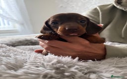 Dachshund dogs for sale: Beautiful litter of dachshund puppy’s  - Image 21