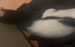 American Shorthair cats for sale: 8 weeks old black and white kitten - Image 4