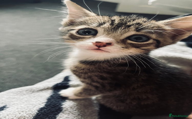 Domestic Shorthair cats - Advert 2