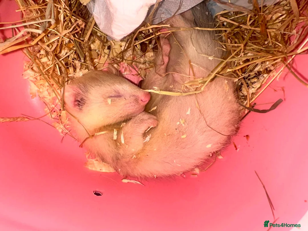 Ferret rodents for sale: 8 Week Old Hob Baby Ferret  - Advert 2