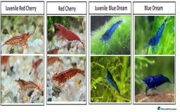 Shrimps fish for sale: 🔥RED, BLUE & YELLOW SHRIMP 🦐 + a free plant 🍃 - Image 2
