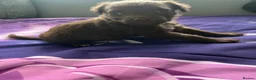 Patterdale Terrier dogs for sale: Patterdale terrier pups  - Advert 6