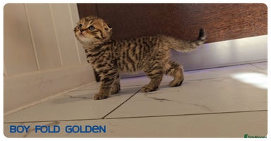 Scottish Fold cats Scottish Fold Kittens (Delivery available) - Advert 11