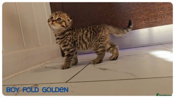 Scottish Fold cats Scottish Fold Kittens (Delivery available) - Advert 9