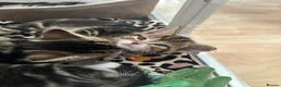 Mixed Breed cats for sale: Beautiful tabby kittens for sale - Advert 11