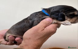 Cocker Spaniel dogs for sale: Adorable show cocker spaniels - Image 27