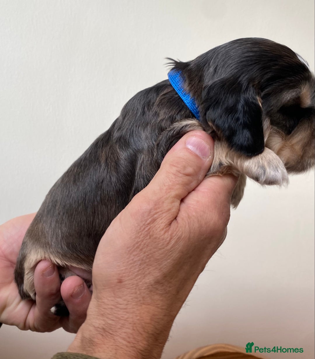 Cocker Spaniel dogs for sale: Adorable show cocker spaniels - Image 27