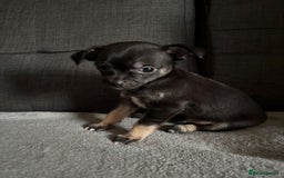 Chihuahua dogs for sale: Chihuahua Puppies For Sale Eastbourne  - Image 3