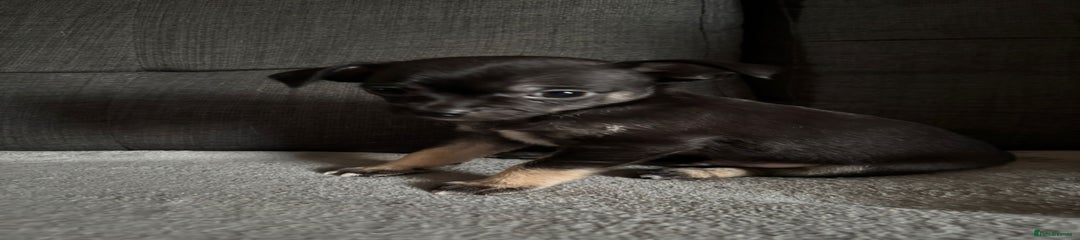 Chihuahua (male)