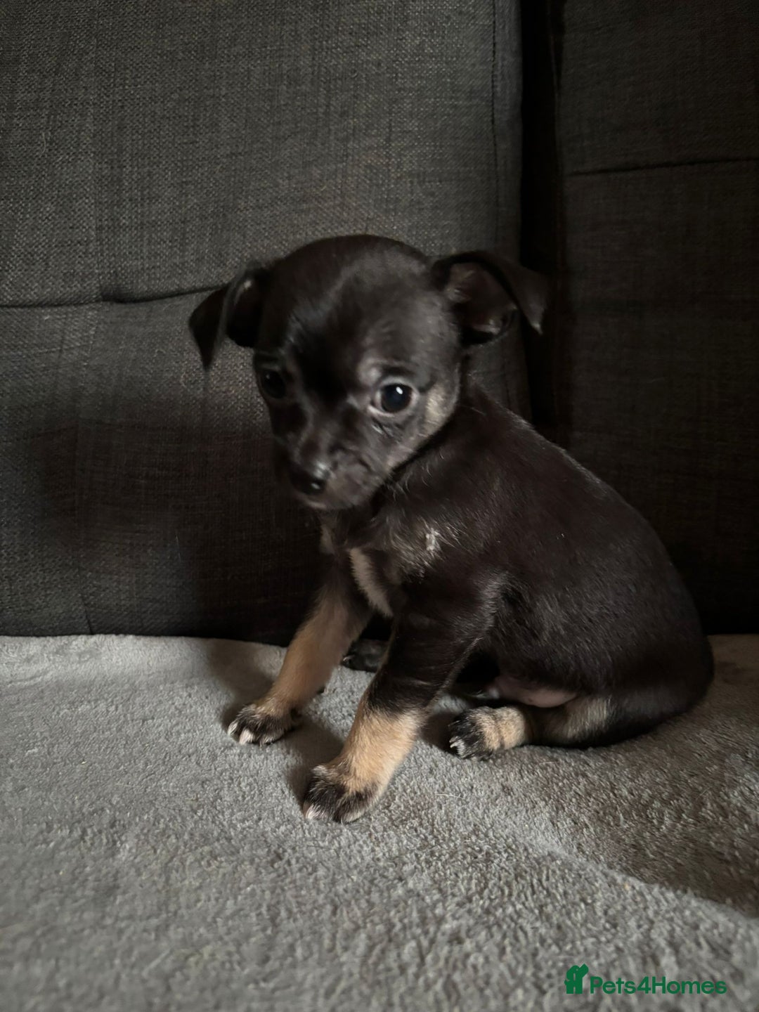 Chihuahua dogs for sale: Chihuahua Puppies For Sale Eastbourne  - Image 3