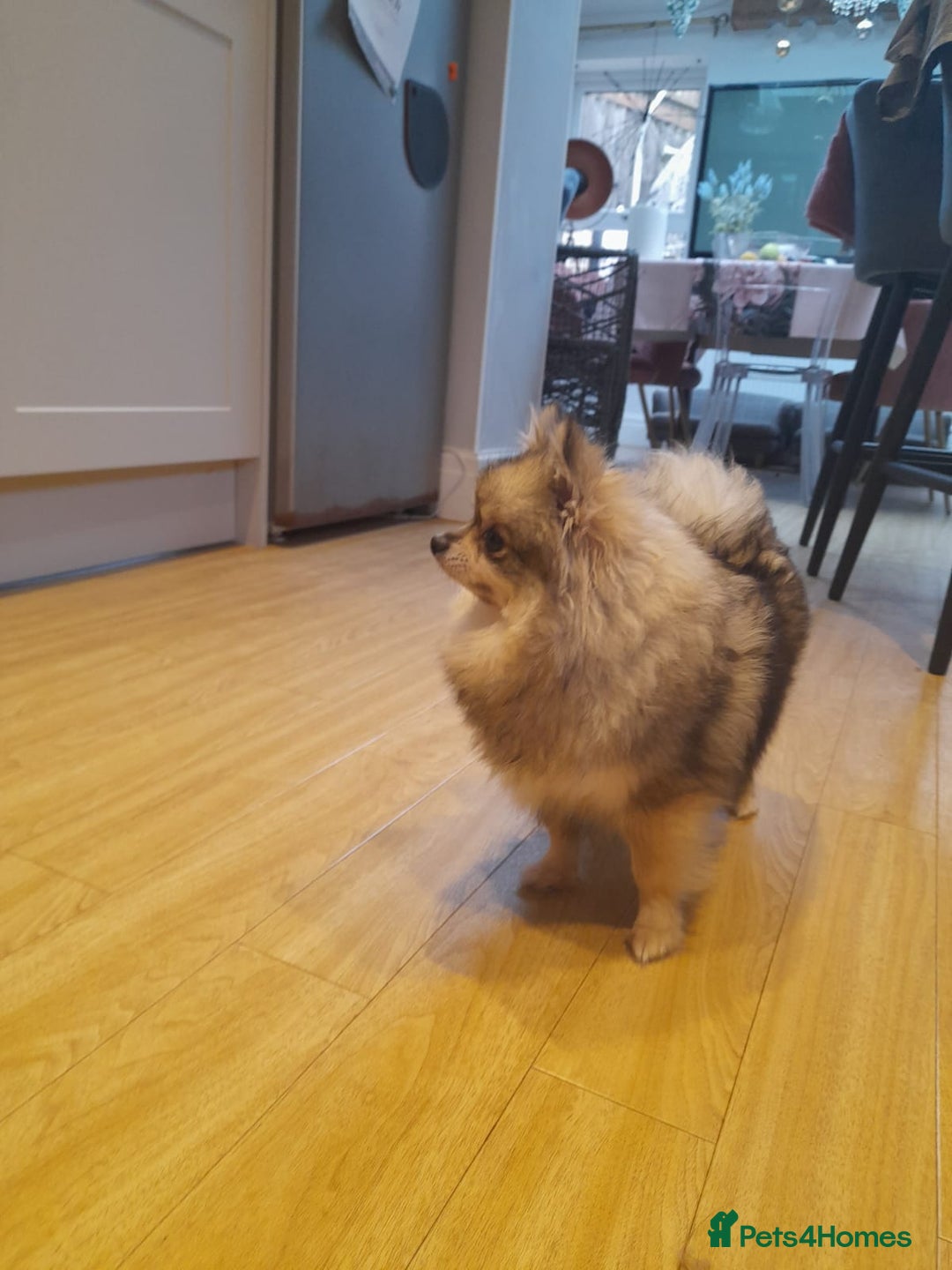 Pomeranian dogs for sale: K C registered beautiful Pomeranians - Advert 23