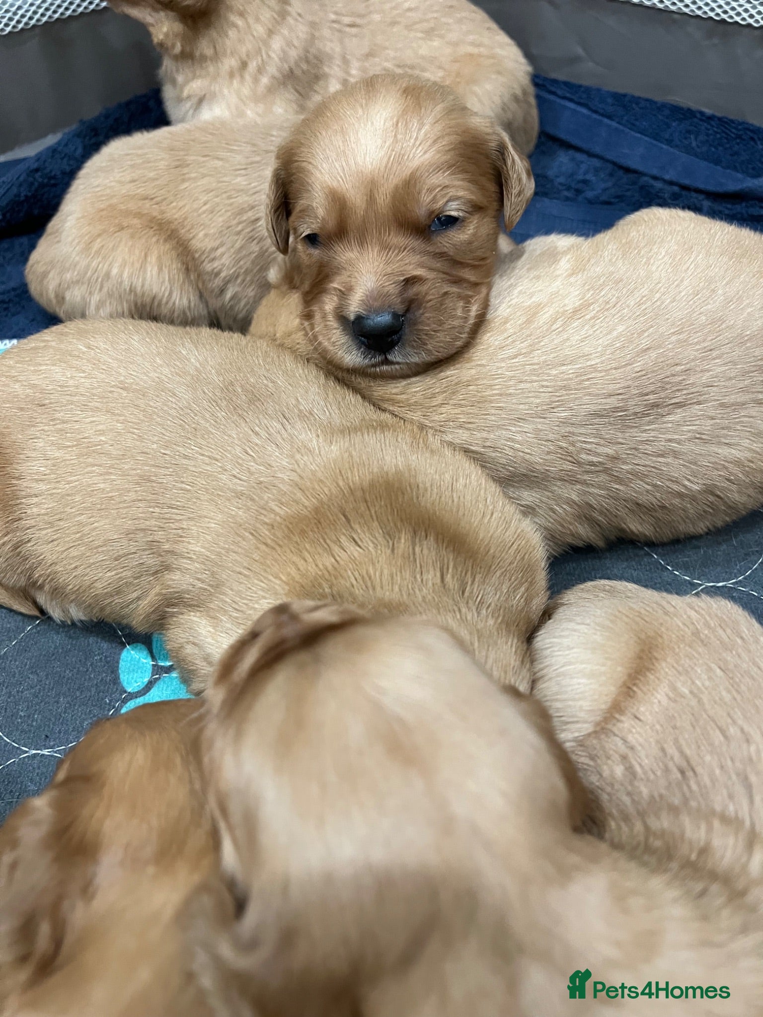 Golden Retriever dogs Tundra Retriever KC Fox Red Golden Retriever Pups - Advert 1