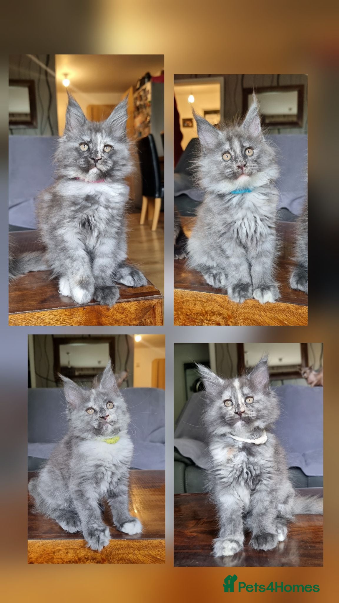 Maine Coon cats Amazing XXL ACTIVE TICA REGISTER READY NOW! - Advert 1