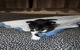 Mixed Breed cats for sale: X3 kittens for sale  - Image 4