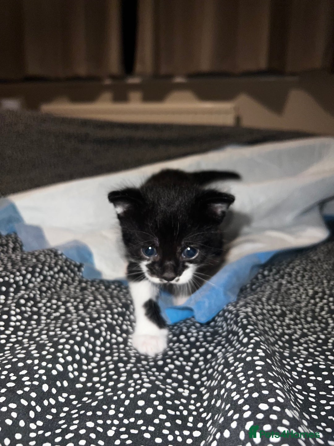 Mixed Breed cats for sale: X3 kittens for sale  - Image 4