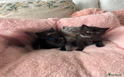 British Shorthair cats for sale: 🐱Last fluffy  British Shorthair Boy🐱 - Advert 4