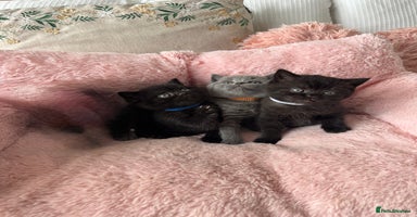 British Shorthair cats 🐱2  Beautiful  British Shorthair Male 🐱 - Advert 11