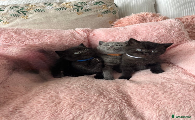 British Shorthair cats - Advert 1