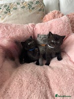 British Shorthair cats 🐱2 Beautiful British Shorthair Male 🐱 - Advert 15