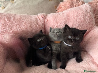 British Shorthair cats - Advert 19