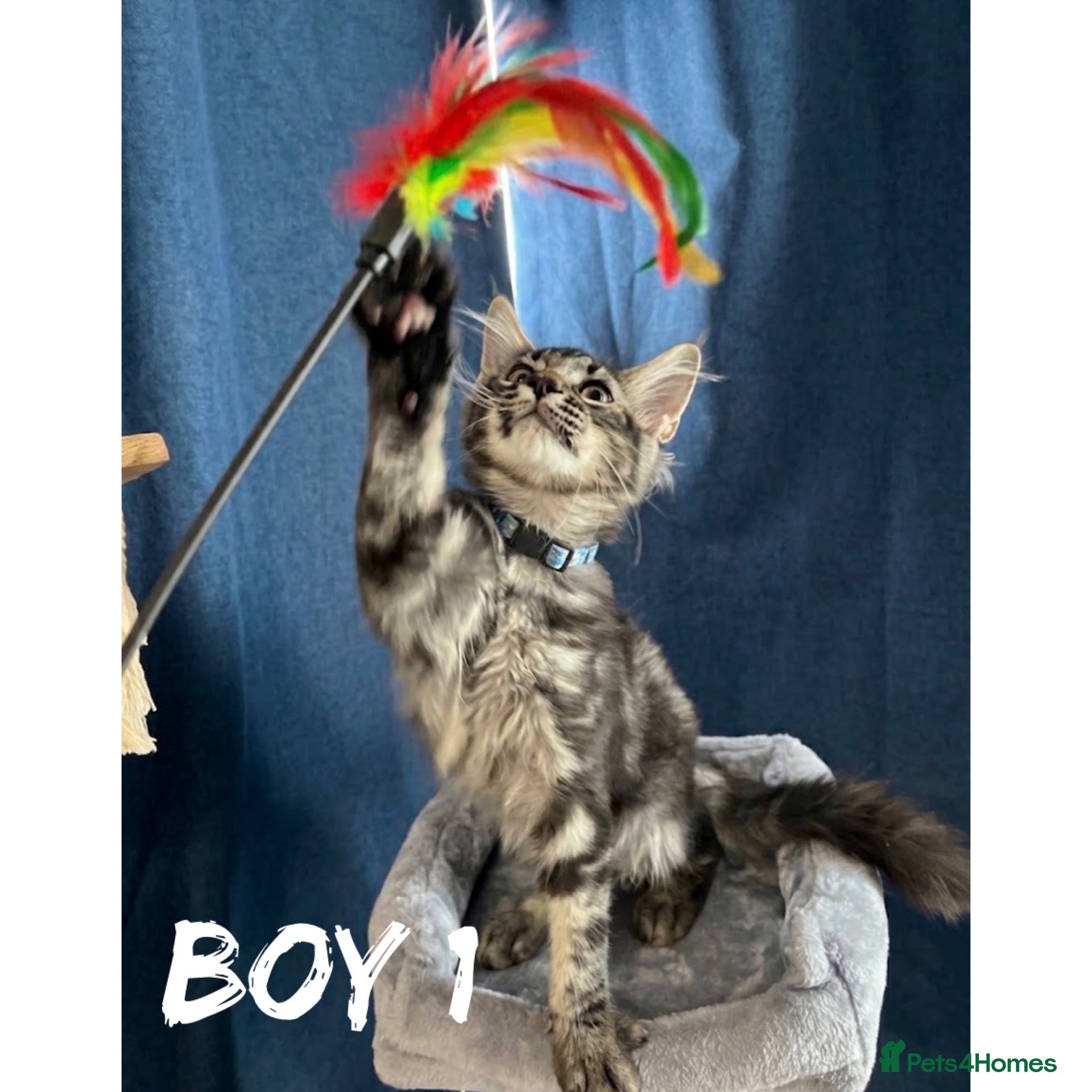 Maine Coon cats TICA EXCEPTIONAL GIANT & GENTLE MAINE COON KITTENS - Advert 1