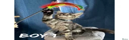 Maine Coon cats for sale: TICA EXCEPTIONAL GIANT & GENTLE MAINE COON KITTENS in Greenford - Advert 1