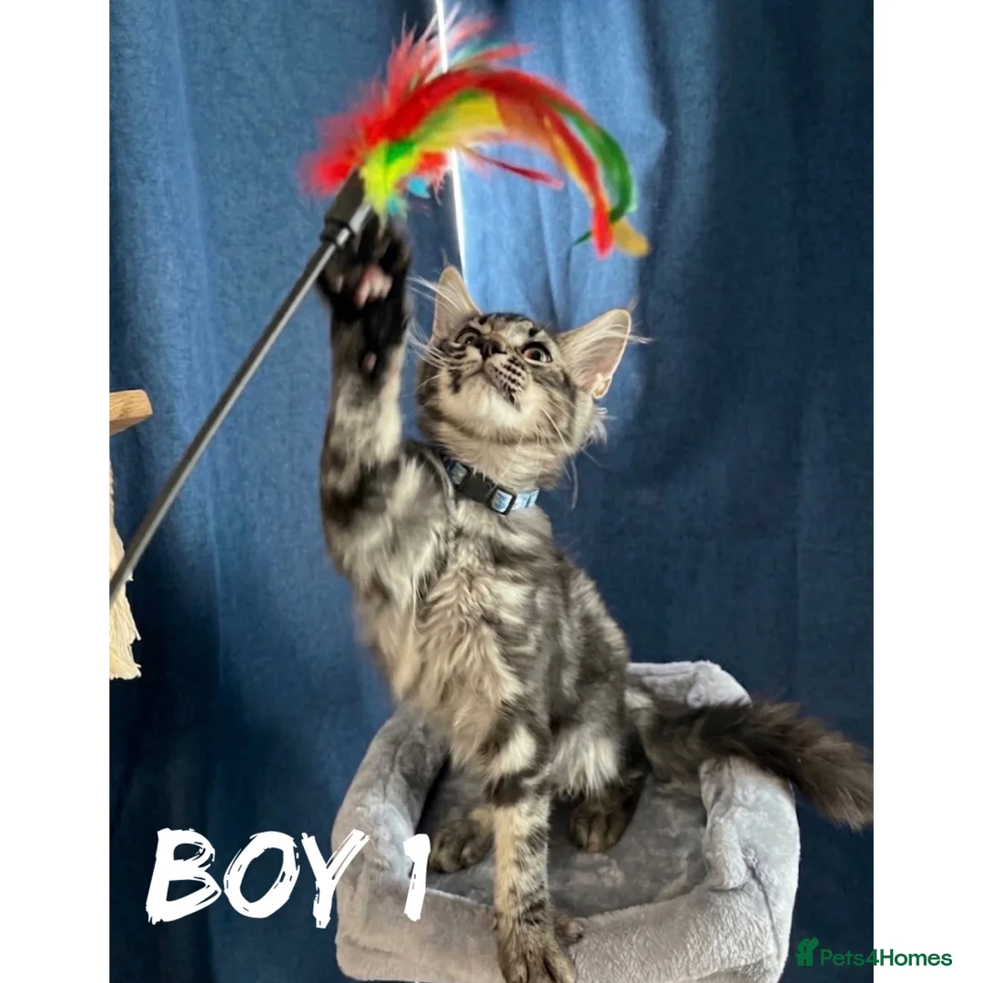 Maine Coon cats for sale: TICA EXCEPTIONAL GIANT & GENTLE MAINE COON KITTENS in Greenford - Advert 1