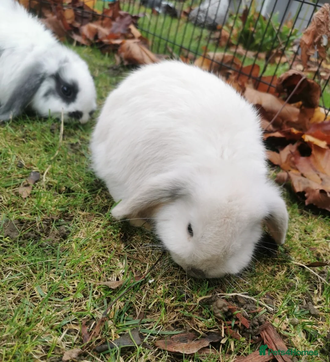 Mini Lop rabbits for sale: 2 mini lops - Advert 2