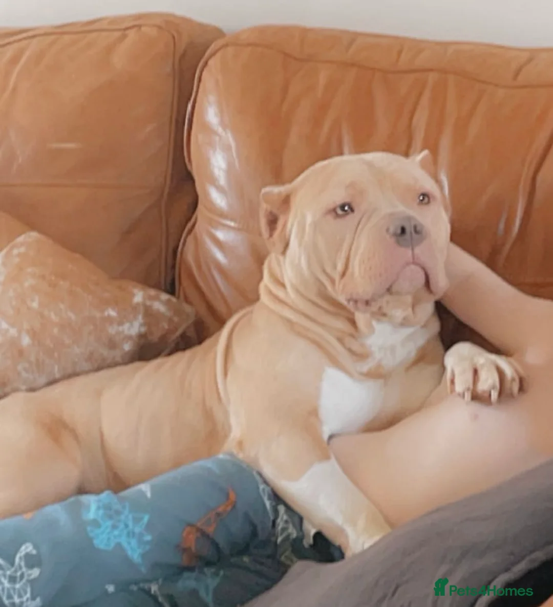 American Bully dogs for sale: Pocket bully  - Advert 1