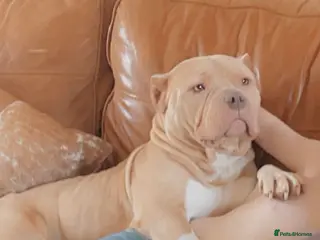 American Bully dogs Pocket bully - Advert 9