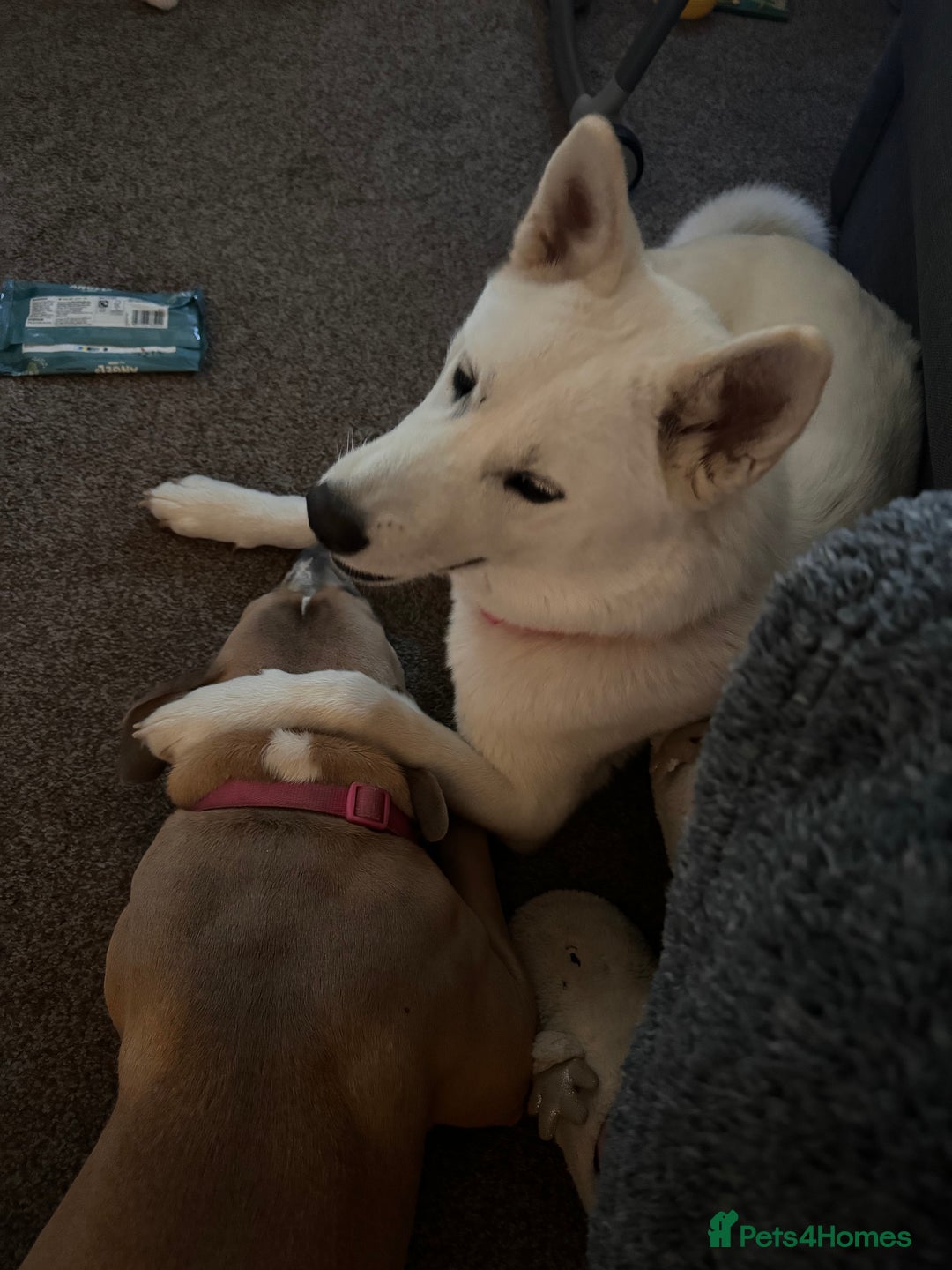 Mixed Breed dogs for sale: Snowy - Image 6