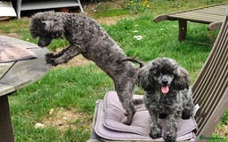 Toy Poodle dogs for sale: Three Toy Poodles for Rehoming - Image 3