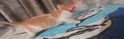 Mixed Breed cats for sale: Adorable Kittens looking for their Forever Home - Advert 11