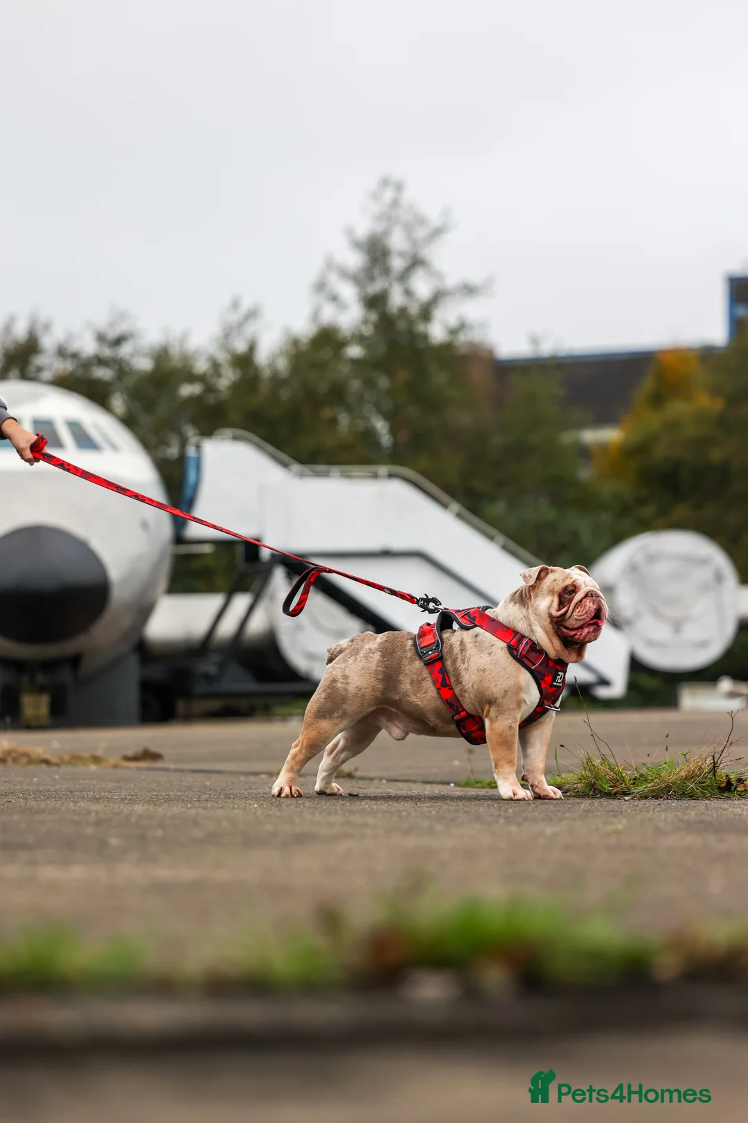 English Bulldog dogs for stud: Bulldog stud kc registered  - Advert 5
