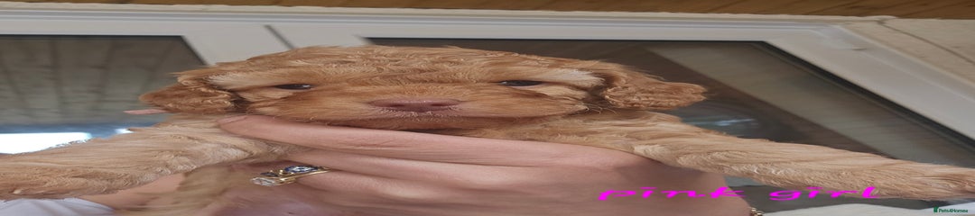 Cockapoo Puppy 1