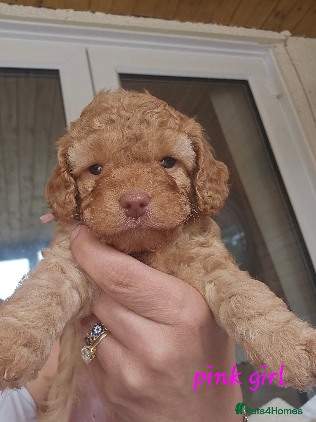 Cockapoo dogs for sale: *URGENT* Adorable f2b toy/mini cockapoos  - Image 3