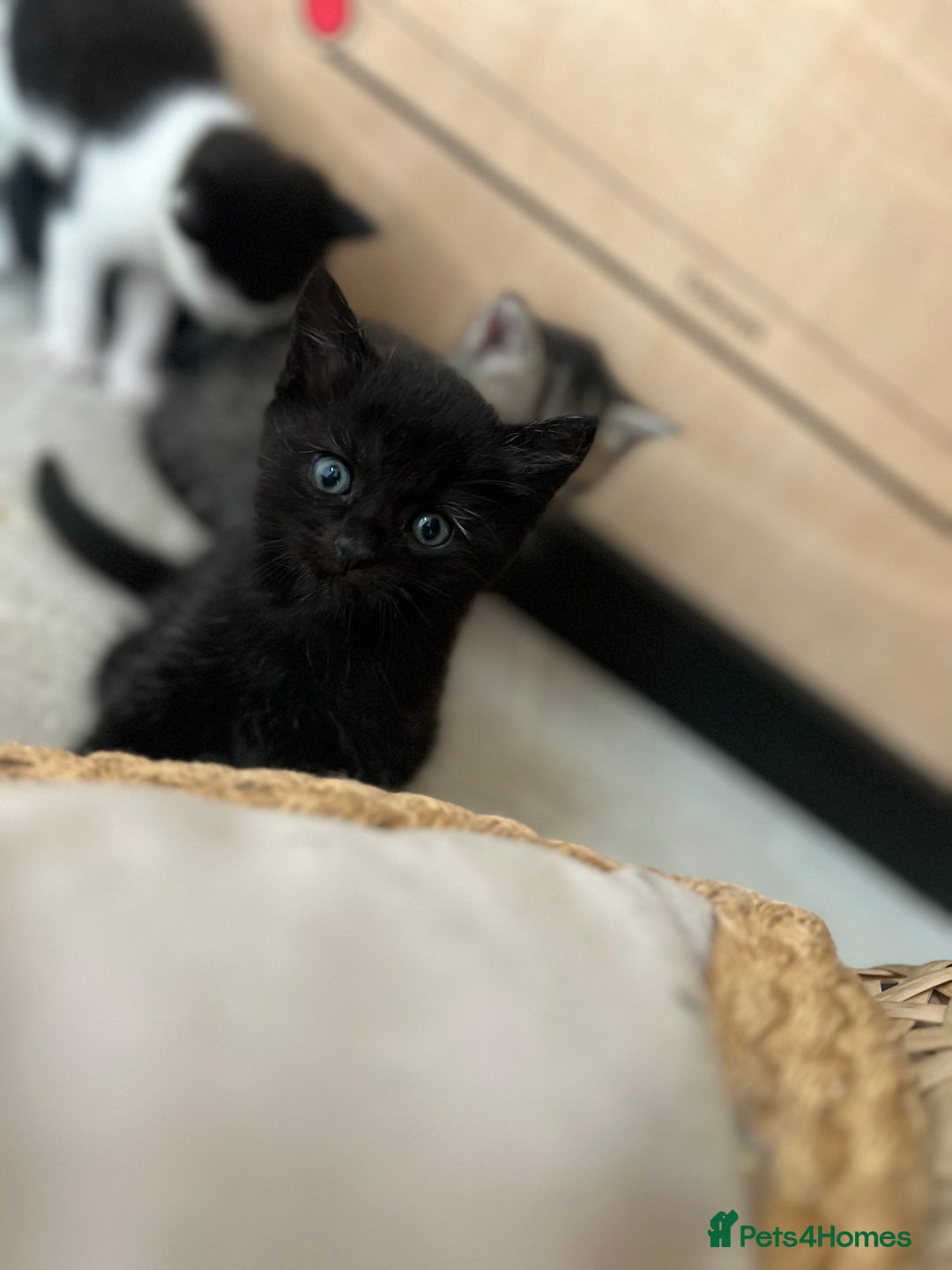British Shorthair cats for sale: 4 kittens  - Image 16