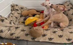 Italian Greyhound dogs for sale: ITALIAN GREYHOUND PUPPIES  - Advert 28