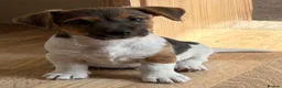 Jack Russell dogs for sale: Traditional short-legged Jack Russell puppies. - Advert 9