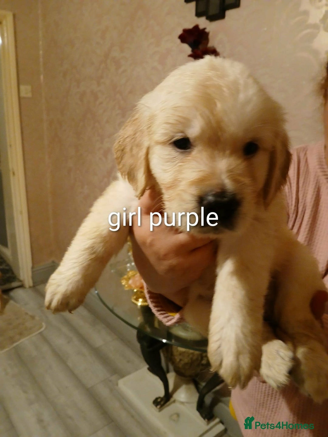 Golden Retriever dogs for sale: Beautiful Golden Retriever Puppies - Advert 8