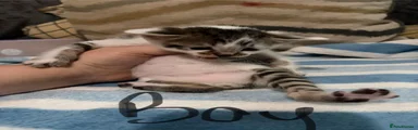 Domestic Shorthair Kitten 1