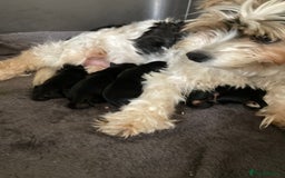 Mixed Breed dogs for sale: Biewer Yorkshire Terrier puppies for sale - Image 14