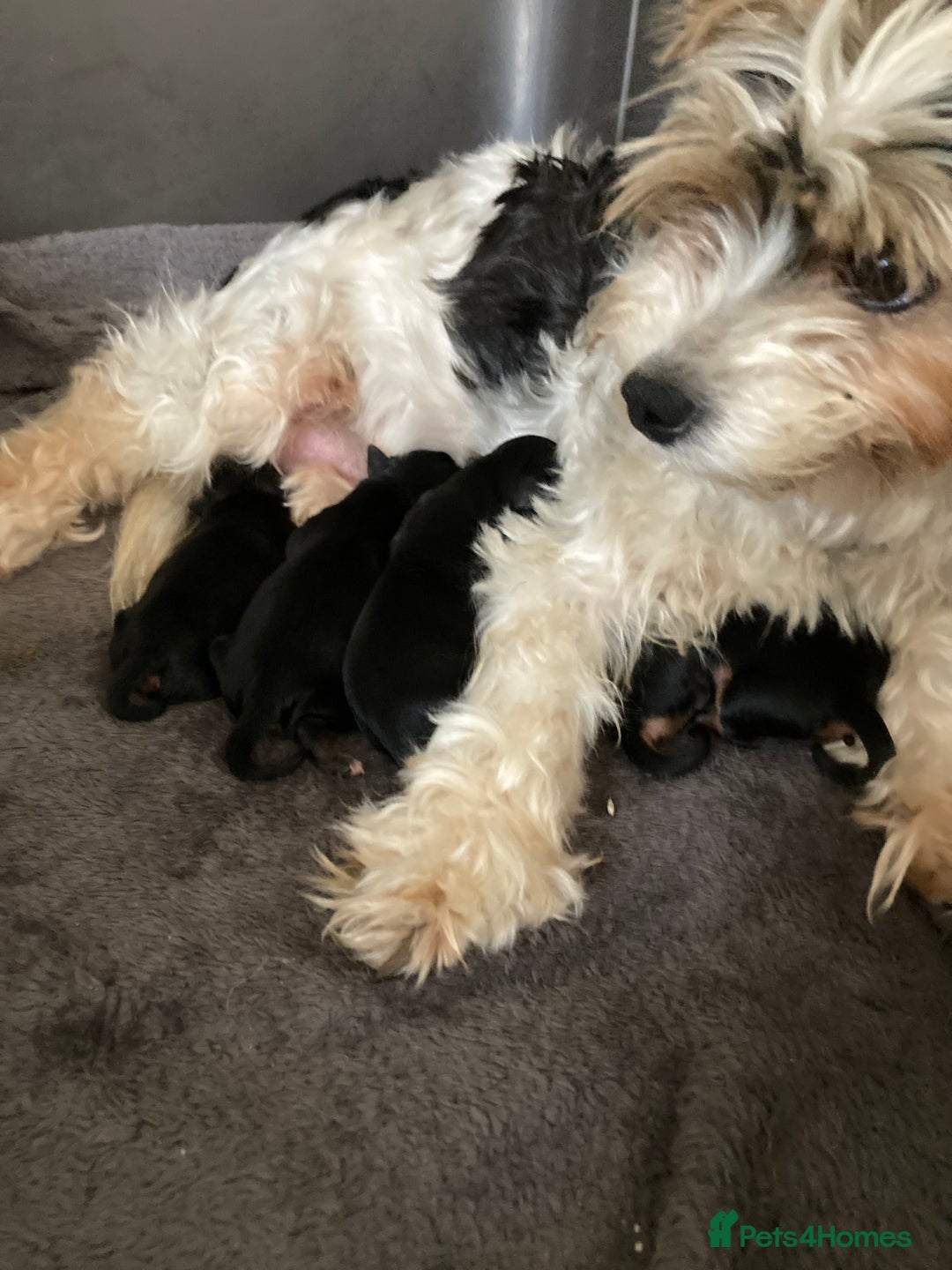 Mixed Breed dogs for sale: Biewer Yorkshire Terrier puppies for sale - Image 14