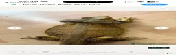 Bearded Dragon reptiles for sale: Baby bearded dragons  - Advert 3