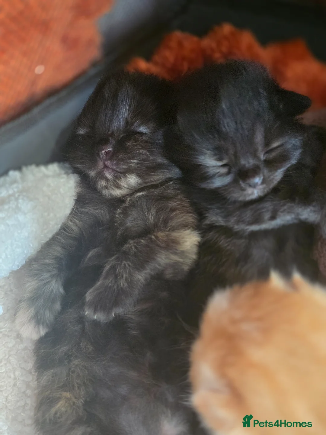 Mixed Breed cats for sale: Highland Dollies  - Advert 9